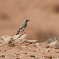 Western Mourning Wheatear (Maghreb)